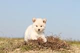 CHIEN FINNOIS DE LAPONIE 329